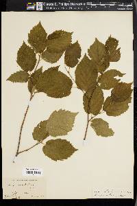 Corylus cornuta image