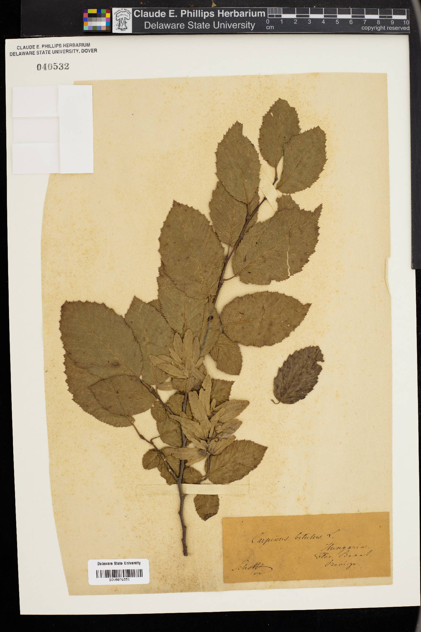 Carpinus betulus image