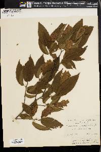 Carpinus japonica image