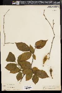 Corylus cornuta image