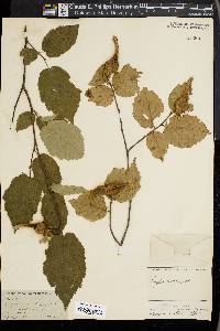 Corylus cornuta image