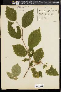 Corylus cornuta image