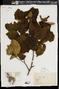 Corylus cornuta image