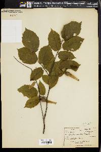 Corylus cornuta image