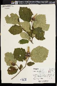 Corylus cornuta image