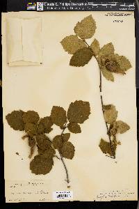 Corylus cornuta image