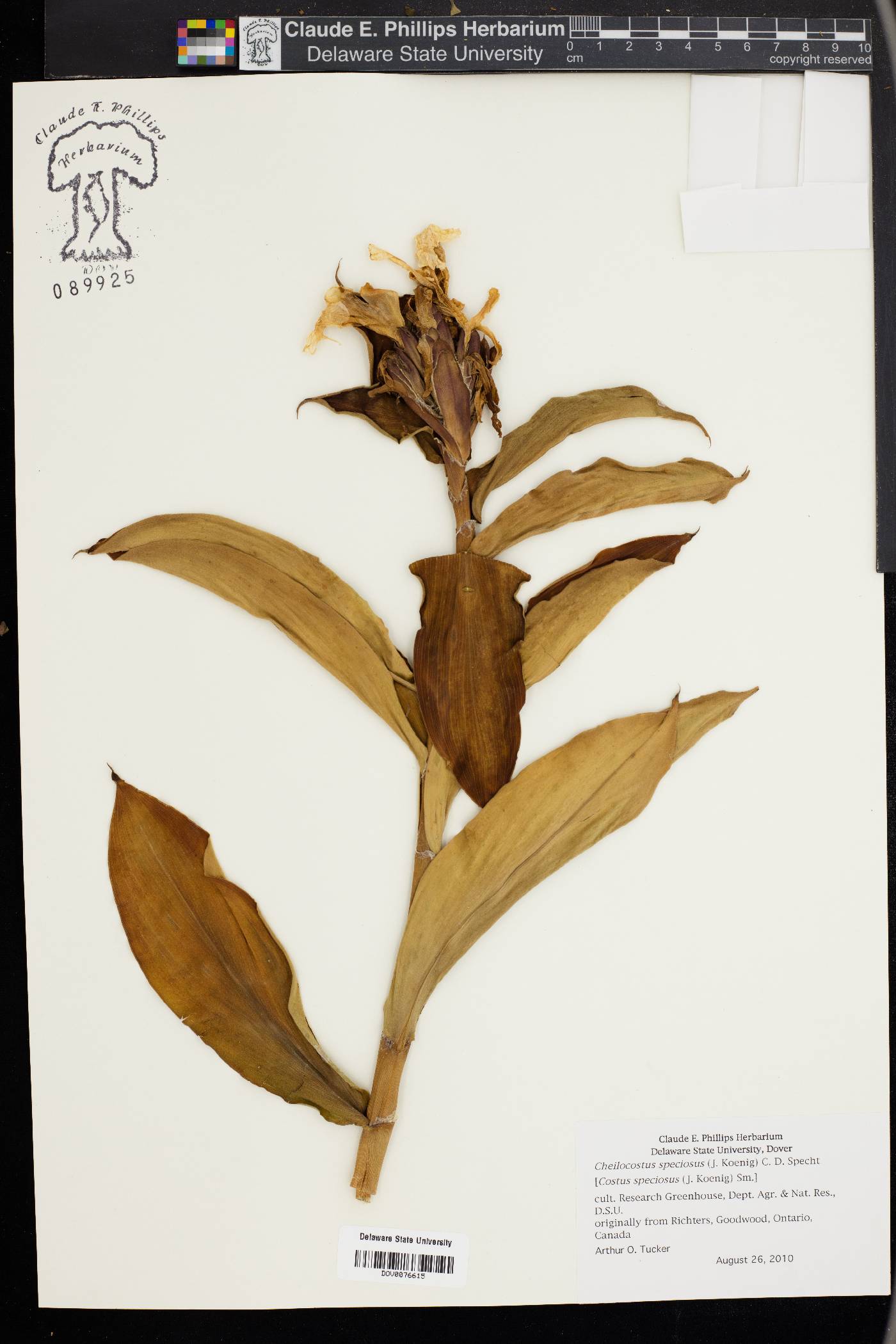 Cheilocostus speciosus image