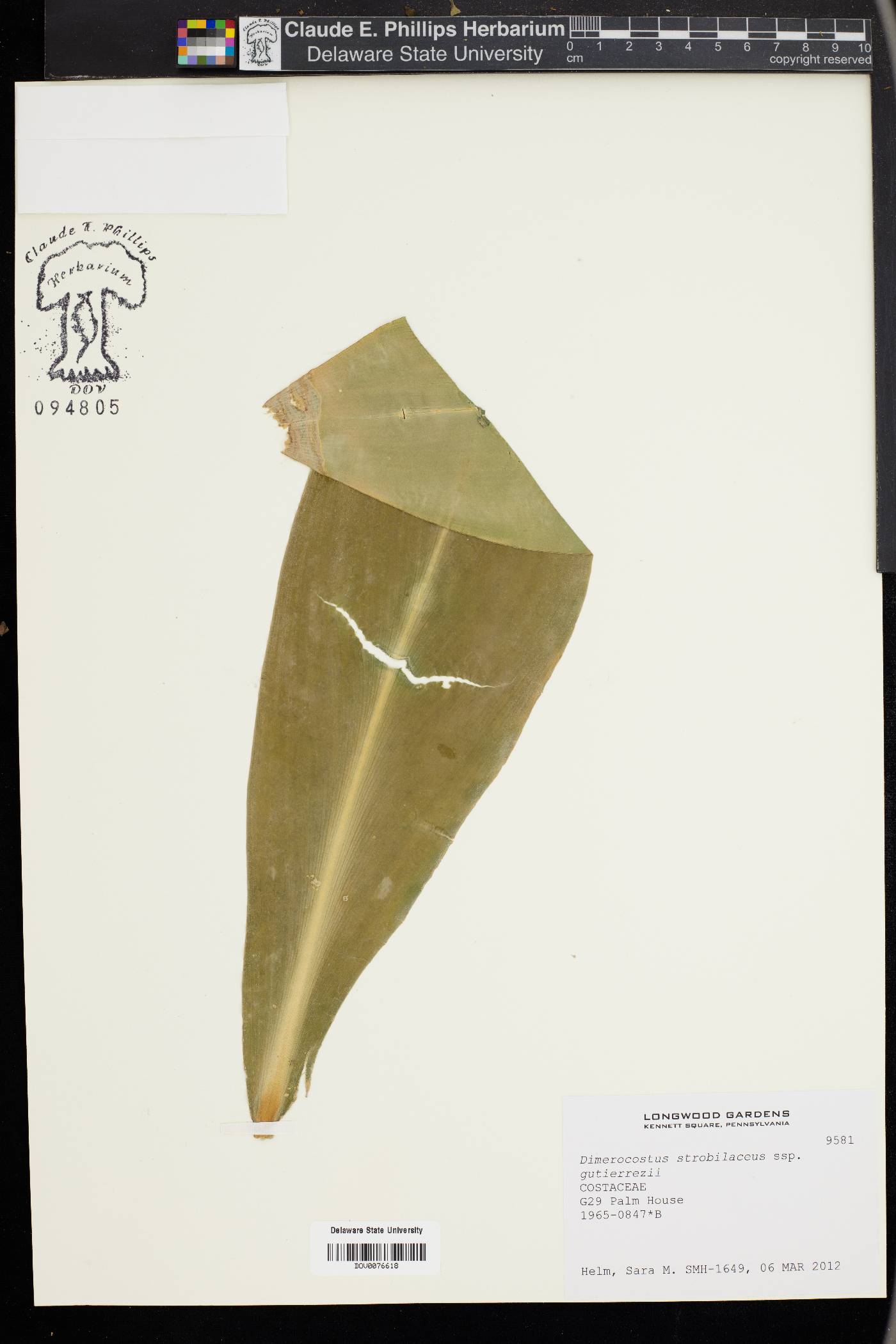 Dimerocostus strobilaceus image