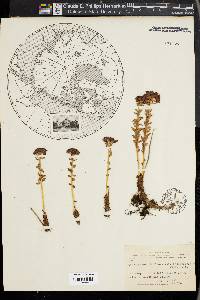 Rhodiola rosea image