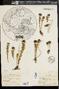 Rhodiola rosea image