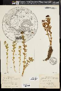 Rhodiola rosea image