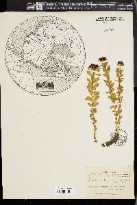 Rhodiola rosea image