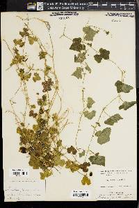 Melothria pendula image