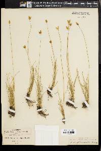 Fimbristylis mexicana image