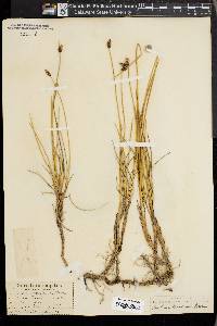 Amphiscirpus nevadensis image