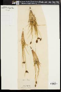 Amphiscirpus nevadensis image