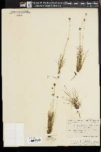 Bulbostylis ciliatifolia image