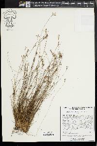 Bulbostylis ciliatifolia image