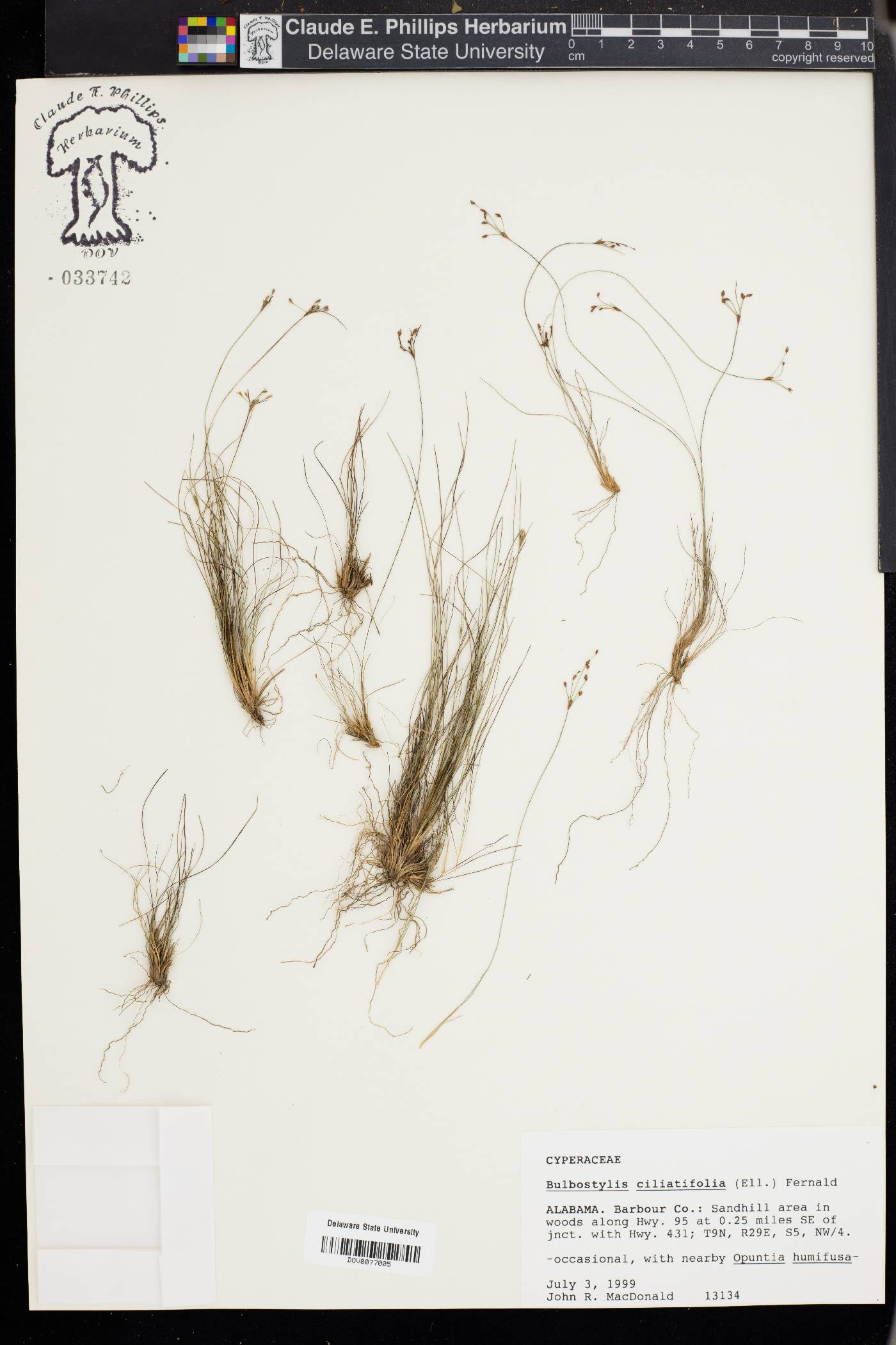 Bulbostylis ciliatifolia image