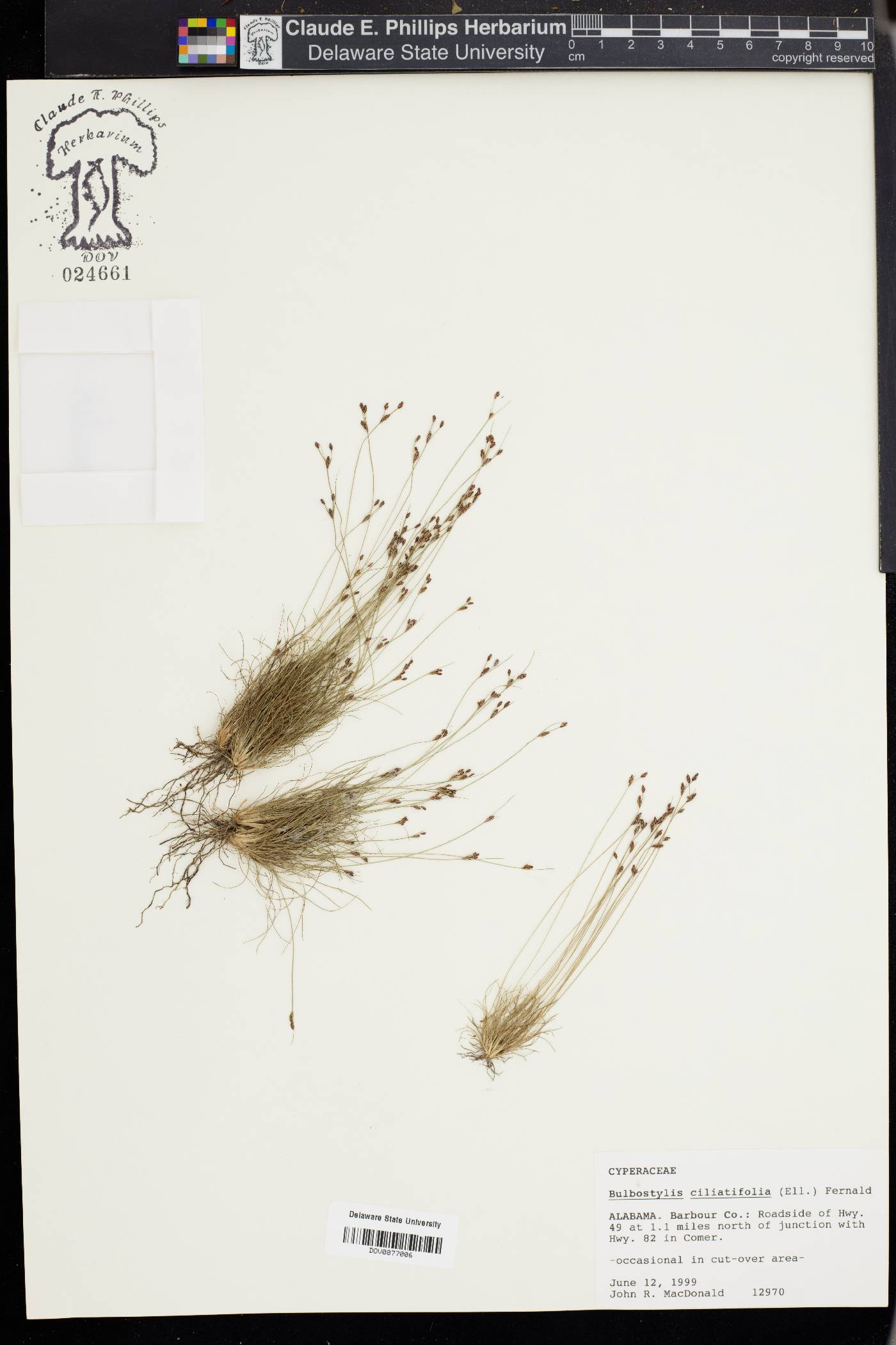 Bulbostylis ciliatifolia image