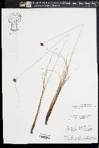 Bulbostylis sphaerocephala image