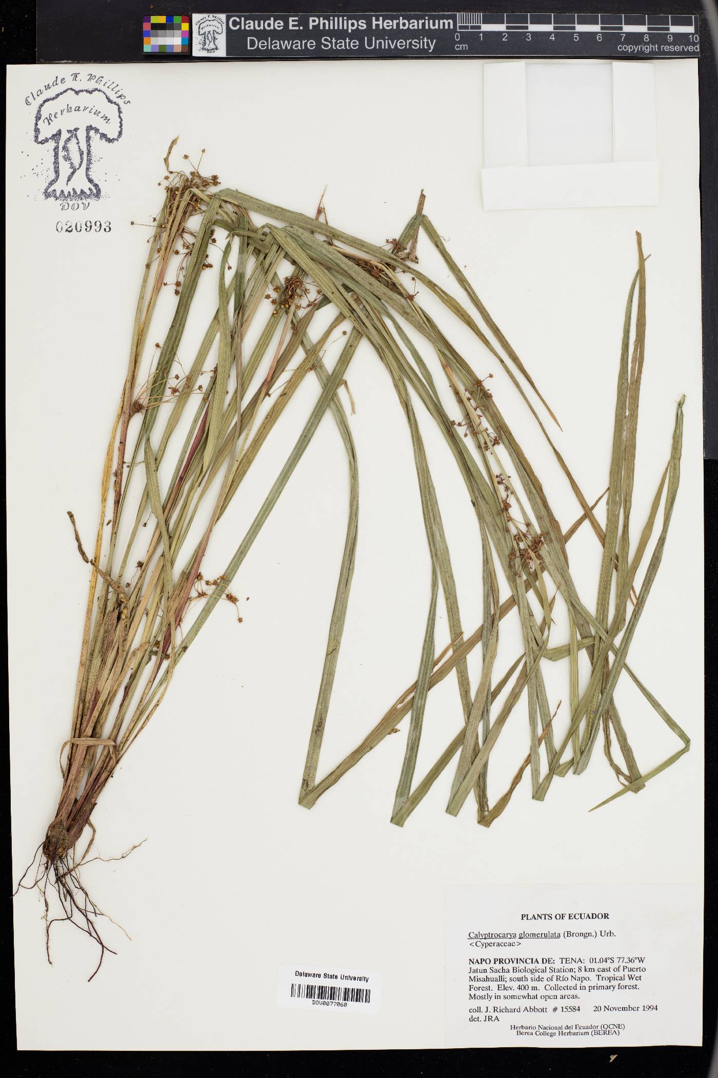 Calyptrocarya glomerulata image