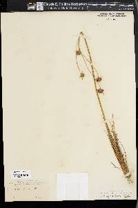 Bulbostylis warei image