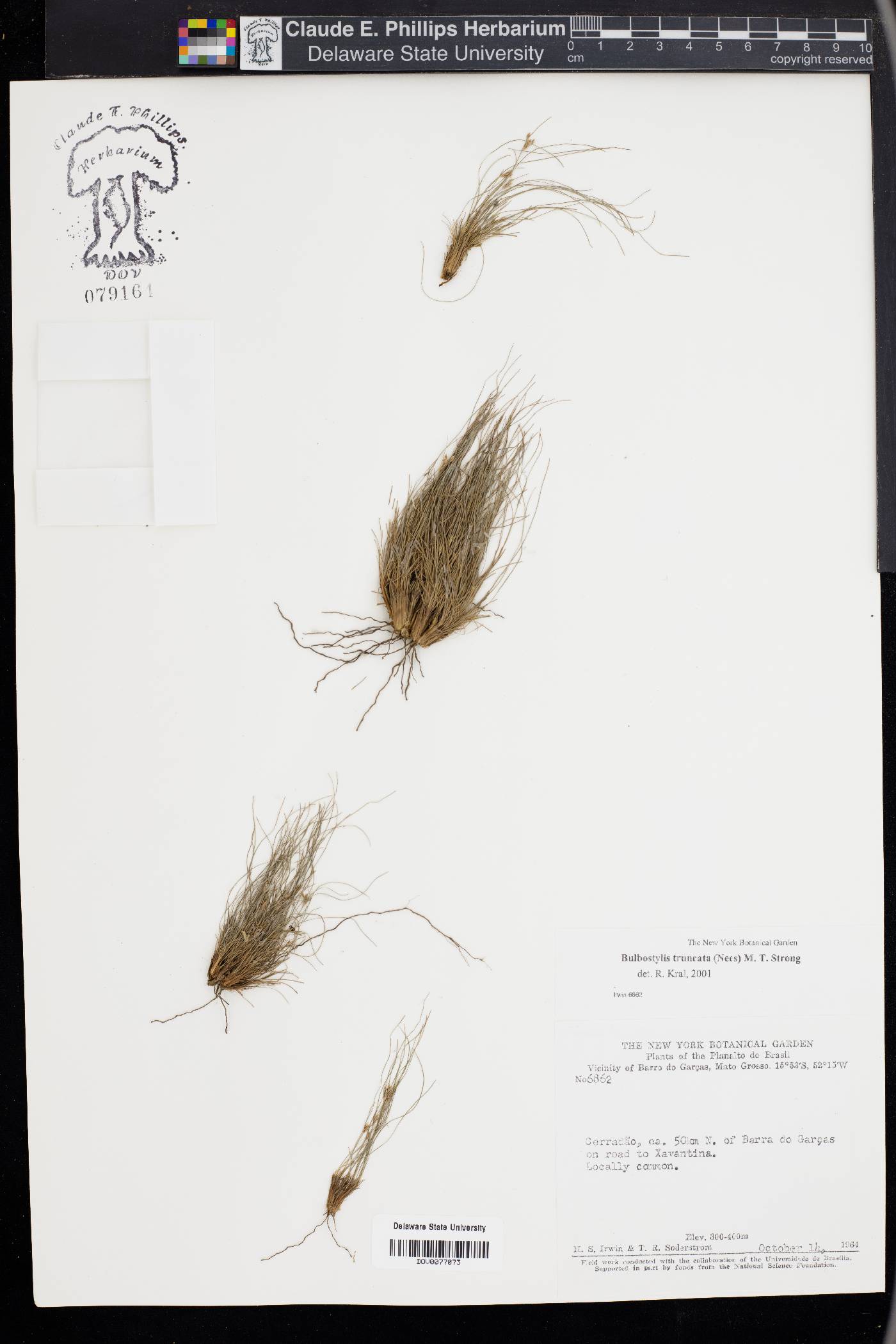 Bulbostylis truncata image