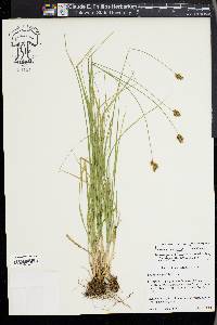 Carex abrupta image