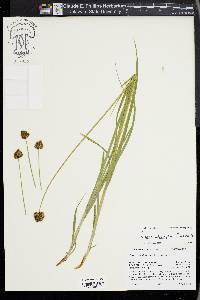 Carex abrupta image