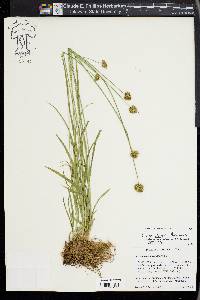 Carex abrupta image