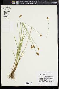 Carex abrupta image