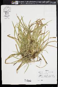 Carex abscondita image