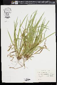 Carex abscondita image