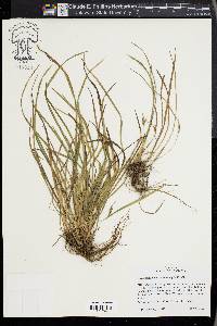 Carex abscondita image