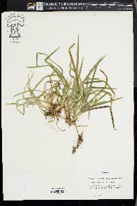 Carex abscondita image