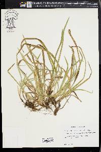 Carex abscondita image