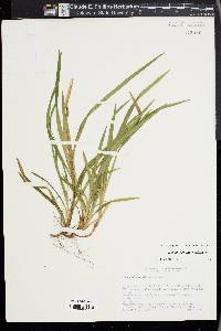 Carex abscondita image