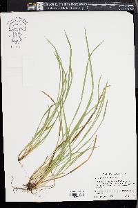 Carex abscondita image