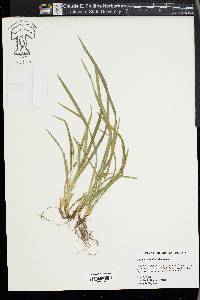 Carex abscondita image