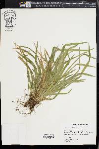 Carex abscondita image