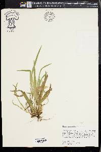 Carex abscondita image