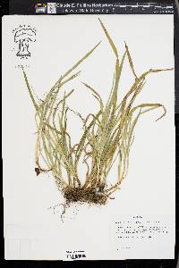 Carex abscondita image