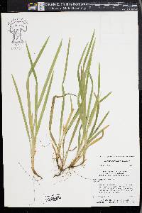 Carex abscondita image