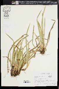 Carex abscondita image