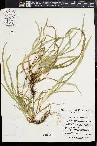Carex abscondita image