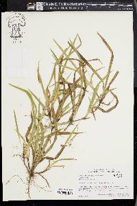 Carex abscondita image