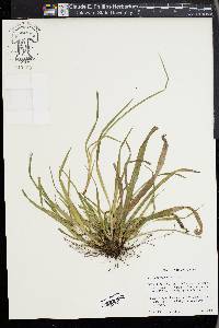 Carex abscondita image