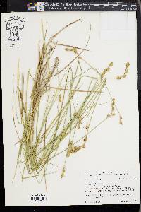 Carex alata image