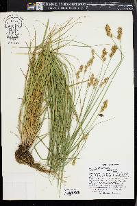 Carex alata image